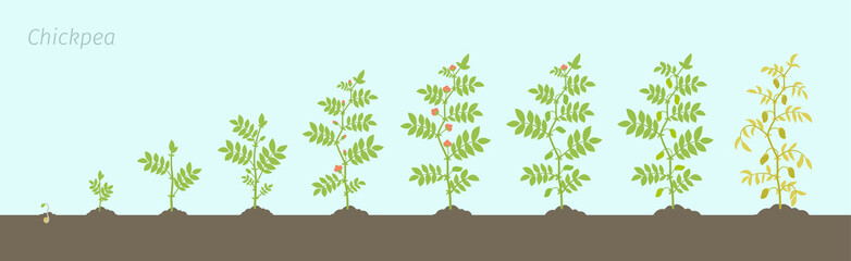 Crop stages of Chickpea. Growing animation chick pea plant. Known as gram or Bengal gram, garbanzo or garbanzo bean, and Egyptian pea.