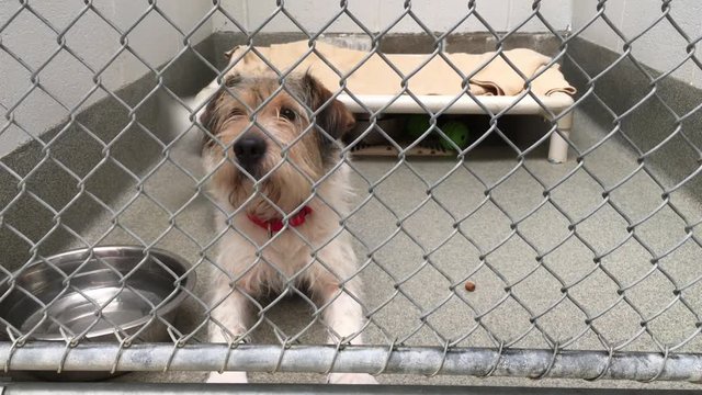 Dog at kennel gets excited for people 4k