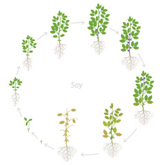 Round growth stages of Soybean plant with roots. Soya bean phases set period. Life cycle, animation progression.