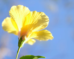 Translucent yellow hibiscus flower, backlit petals.