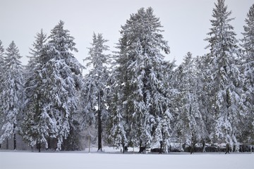 snow covered trees