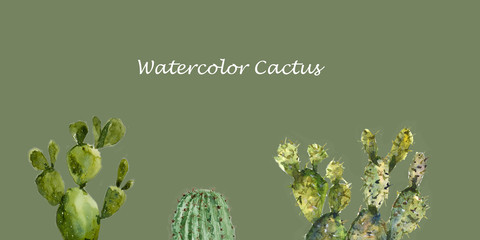 Watercolor cactus set on green background, hand paint illustrator