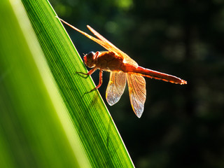 Backlit Orange Dragonfly Resting on Blade of Grass