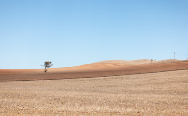 Fototapeta na wymiar Lone tree wheatbelt region around Geraldton.