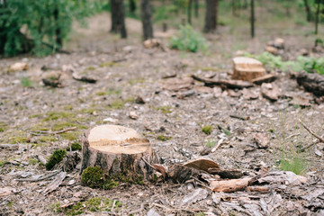 dry wood stumps of cut tree and green moss in forest