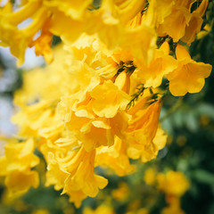 Yellow elder, Trumpetbush, Trumpetflower, Thai flower in nature.
