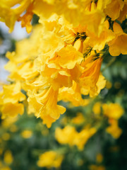 Yellow elder, Trumpetbush, Trumpetflower, Thai flower in nature.