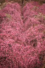 三重県 いなべ市農業公園 梅