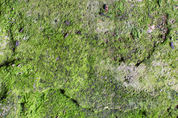 green moss on the wall