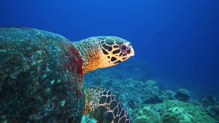 Sea turtle in pristine coral environment