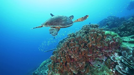 Sea turtle in pristine coral environment