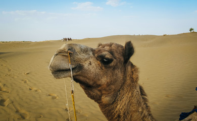 camel in desert