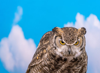 Great Horned Owl against Blue Sky Backdrop