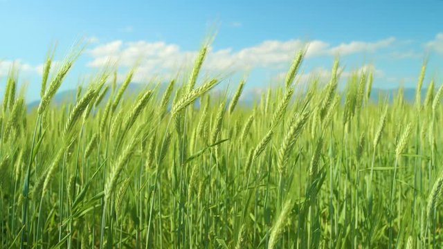 SLOW MOTION, CLOSE UP, DOF: Long stalks of green wheat moving side to side on a sunny spring day. Large green fields of organically grown wheat sway in the warm breeze blowing across countryside.