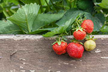 Ripe strawberries growing in a wooden tub