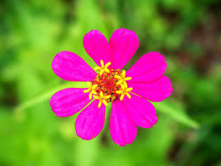 Flowers, bright colors, top view 02