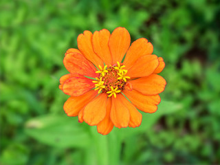 Flowers, bright colors, top view 01