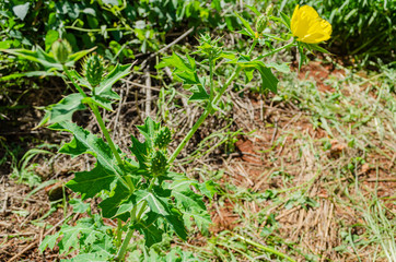 Prickly Poppy Plant With Flower