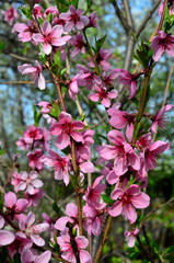  Pink flowers of the peach tree.