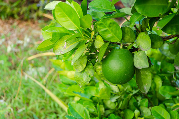 Green Orange On Tree