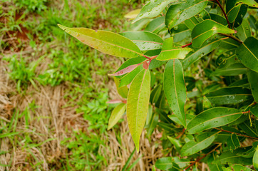 Fototapeta na wymiar Syzgium Cumini Tree Branch