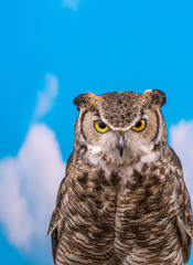 Great Horned Owl against Blue Sky Backdrop