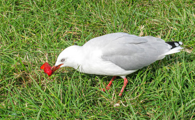 seagull on grass eats strawberry
