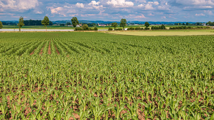 Beautiful corn field near Aholming, Bavaria, Germany