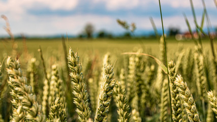 Beautiful wheat field at Aholming, Bavaria, Germany © Martin Erdniss