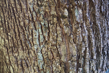 Fototapeta premium Bark. Texture. Tree