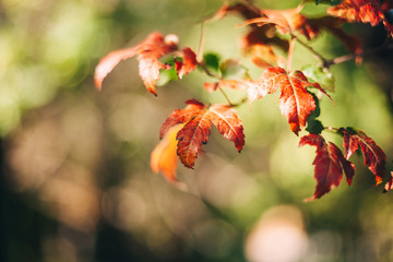 Maple branch. Fall. 