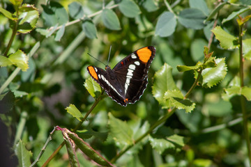 California Butterfly