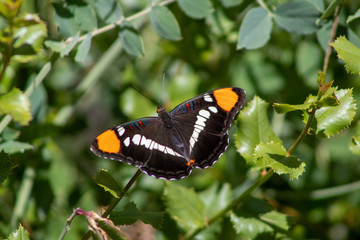 California Butterfly