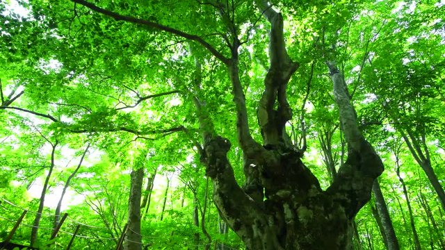あがりこ大王