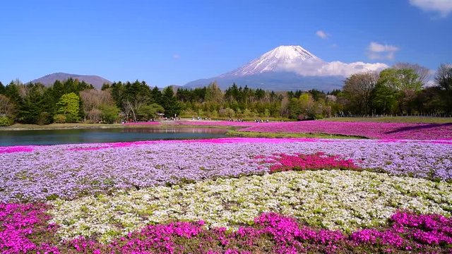 春の富士山と芝桜