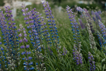 Obraz premium wild blue lupins in the evening forest