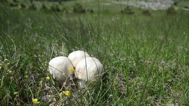 Wild Field Mushroom growing in nature. Close up of white, fresh and organic mushroom in a green meadow. Meadow mushroom growing on the lawn in spring. Agaricus campestris.