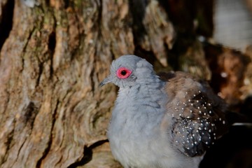 dove