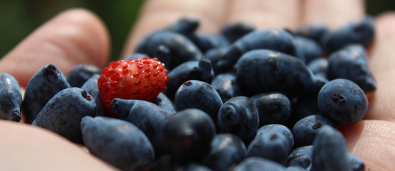 Forest berries on the palm