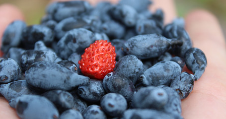 Forest berries on the palm