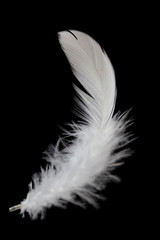Single white feather isolated on black background.