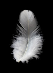 Single white feather isolated on black background.