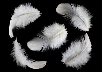 Obraz premium group of feather isolated on black background.
