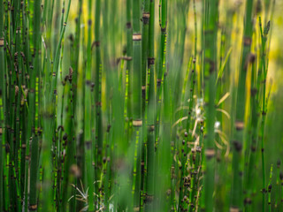 Obraz premium green grass