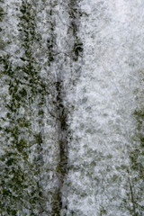 Tree Background