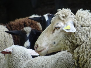 weisses schaf inmitten von dunklen schafen