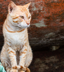 Cats at Fishermans Village