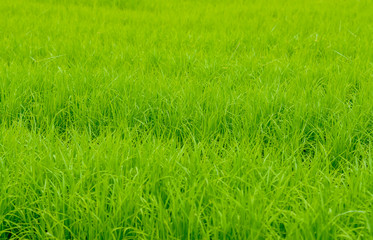 Background image of newly planted rice look like grass seedlings waiting to grow in the growing season.
