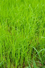 Background image of newly planted rice look like grass seedlings waiting to grow in the growing season.