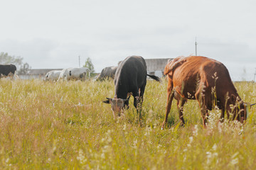  red and black cows on a pasture in a rural area.